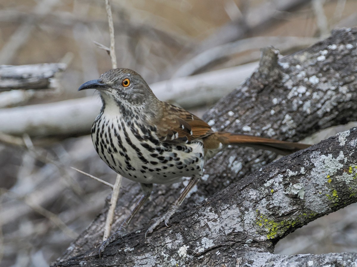 Kıvrık Gagalı Çöpçü - ML644849966