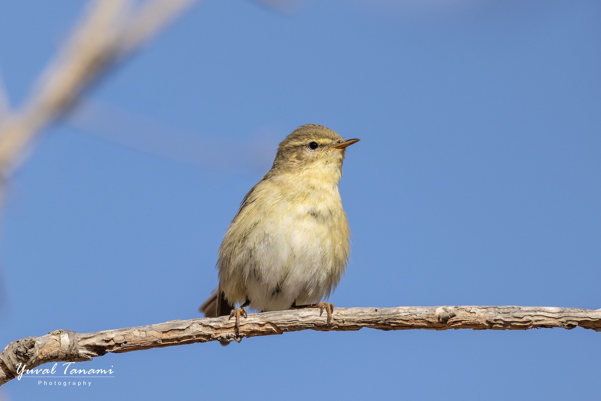 Söğütbülbülü - ML644849967