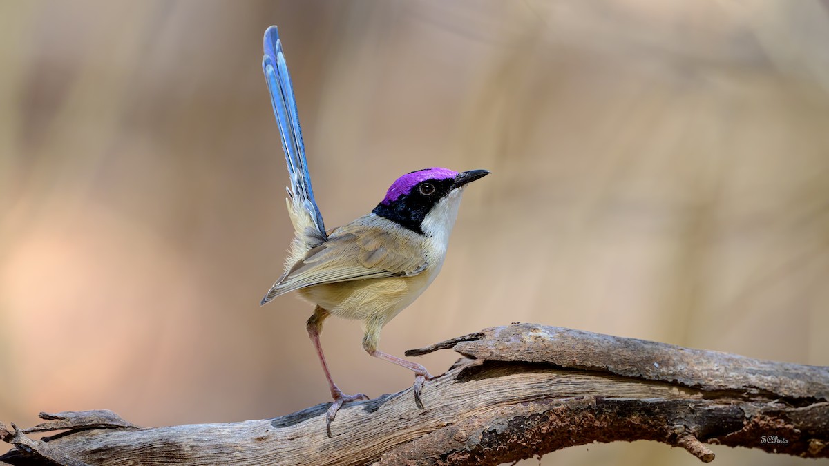 Menekşe Başlıklı Peribülbülü - ML644849968