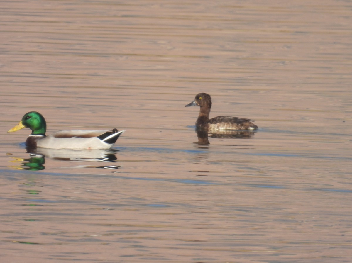 Tepeli Patka - ML644849969