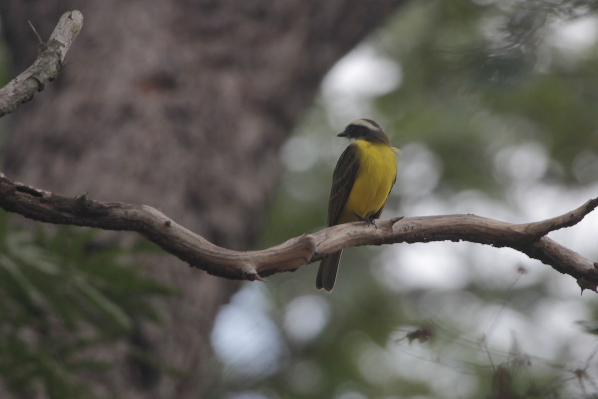 Sosyal Tiran - ML644849970