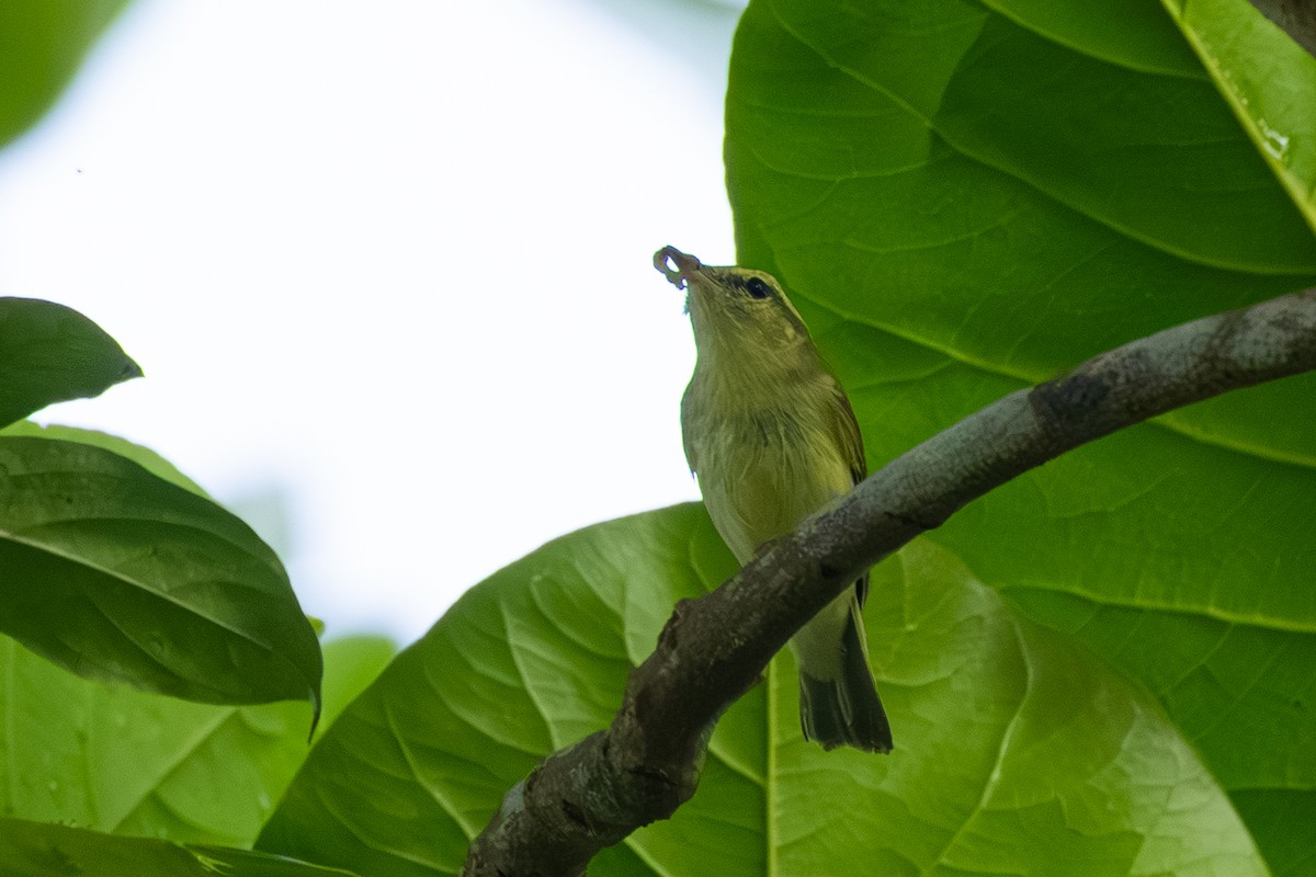 Желтобрюхая пеночка - ML644849975