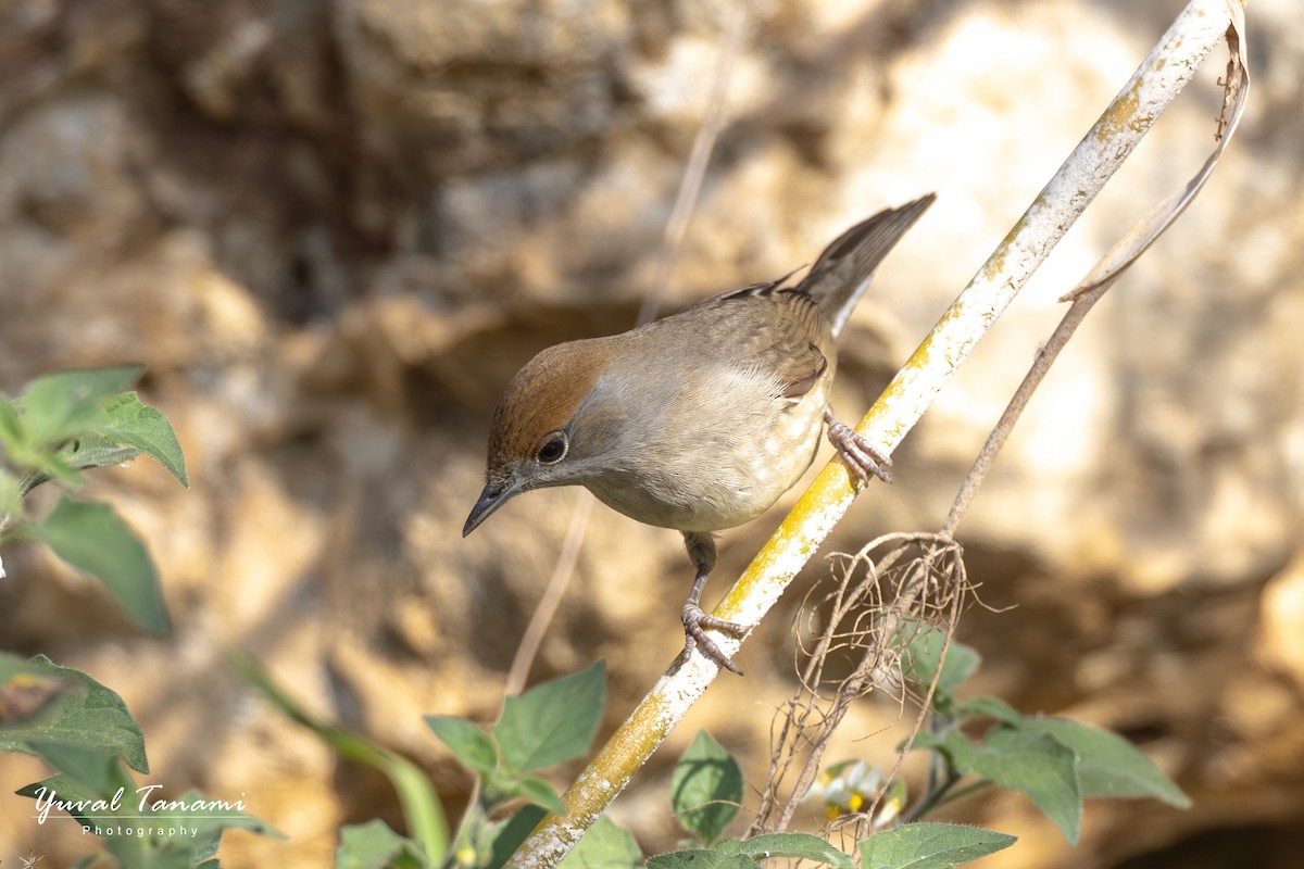 Eurasian Blackcap - ML644849976