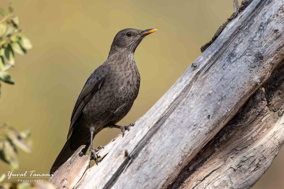 Eurasian Blackbird - ML644849979