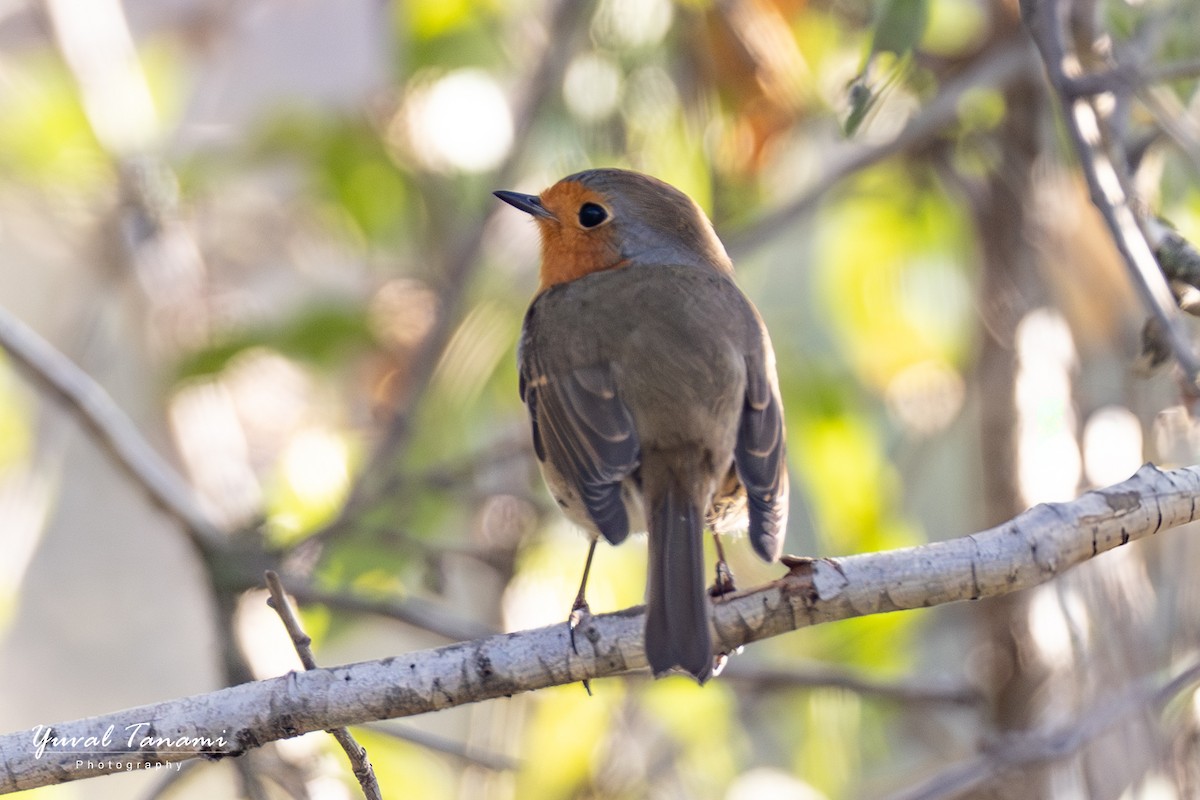 European Robin - ML644849982