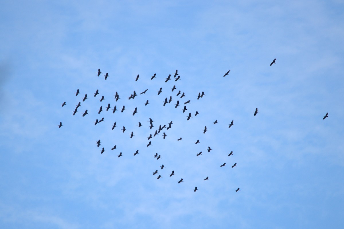 African Openbill - ML644849990