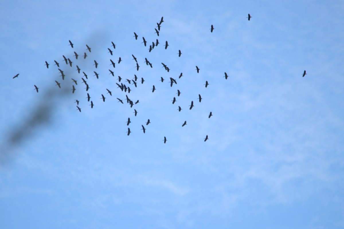 African Openbill - ML644849991