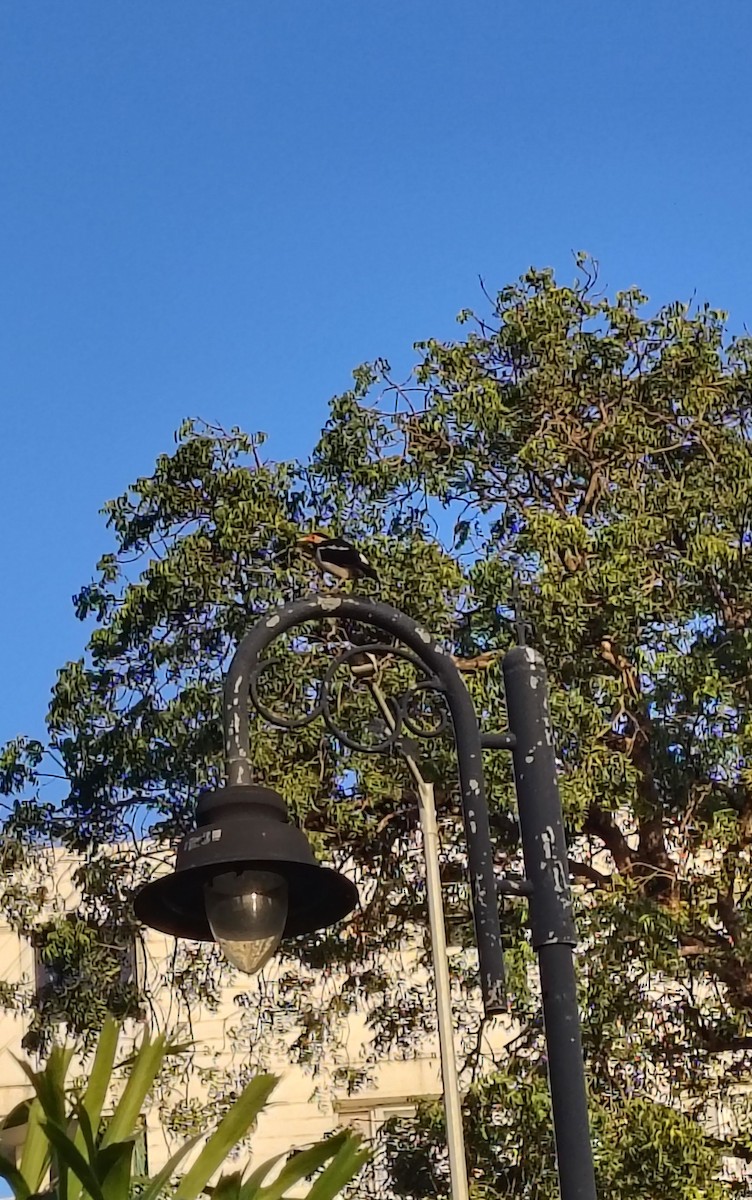 Indian Pied Starling - ML644849992