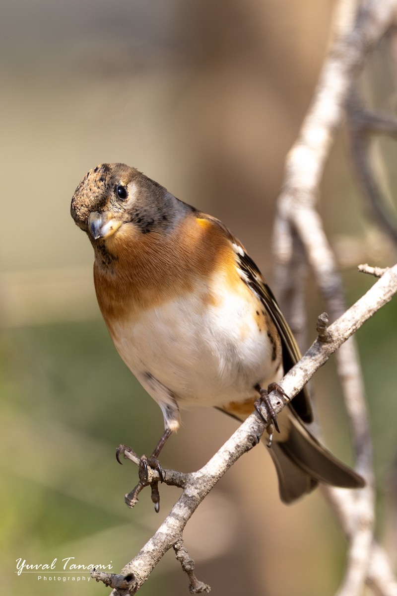 Brambling - ML644849995