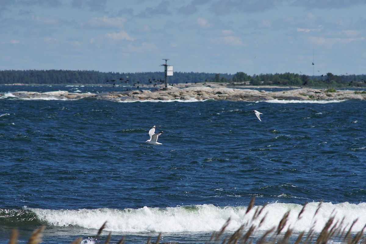 Great Cormorant - ML644849996