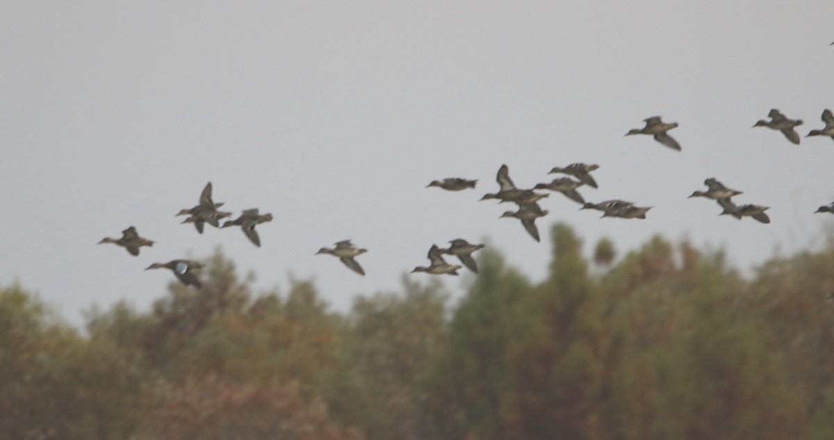 čírka modrokřídlá - ML644849997