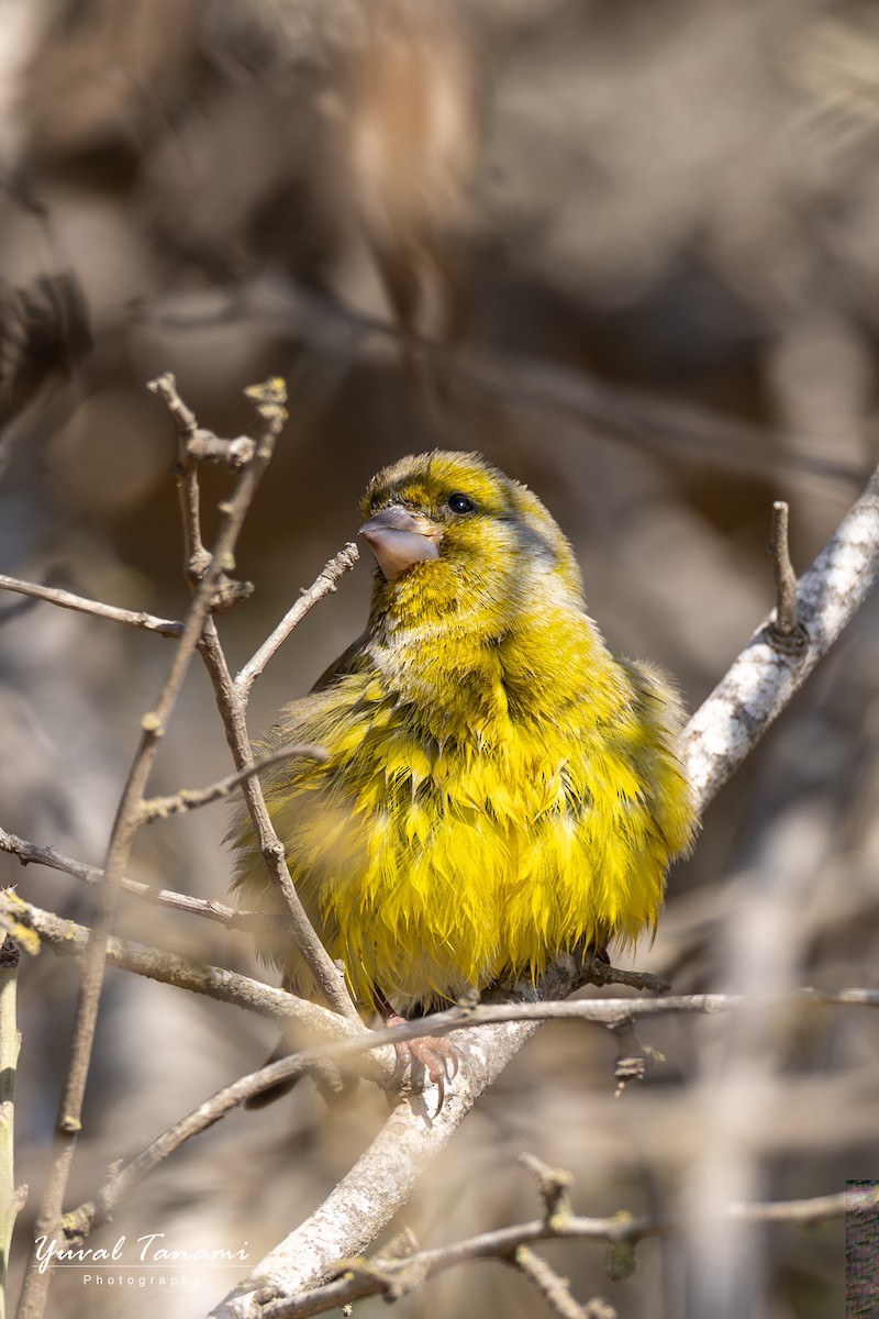 European Greenfinch - ML644849999