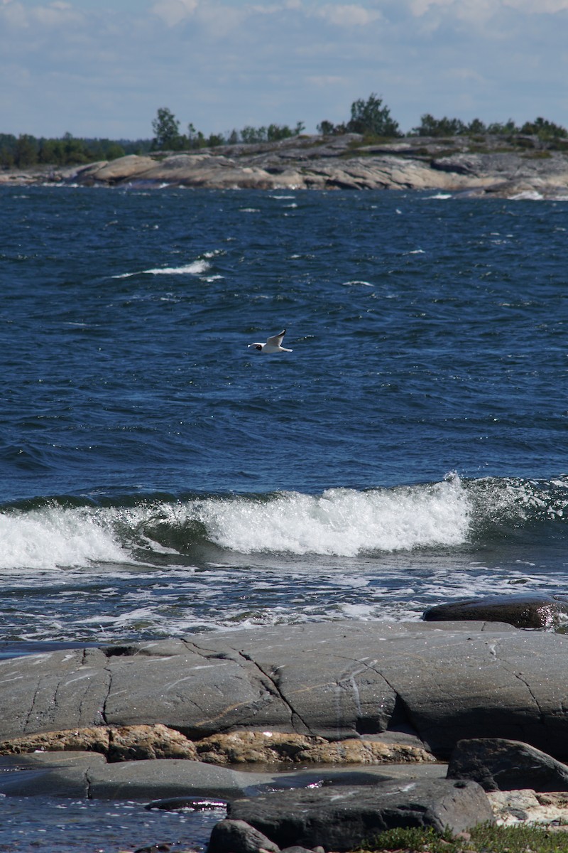 Black-headed Gull - ML644850011