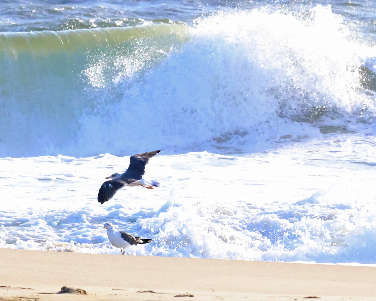 Great Black-backed Gull - ML644850022