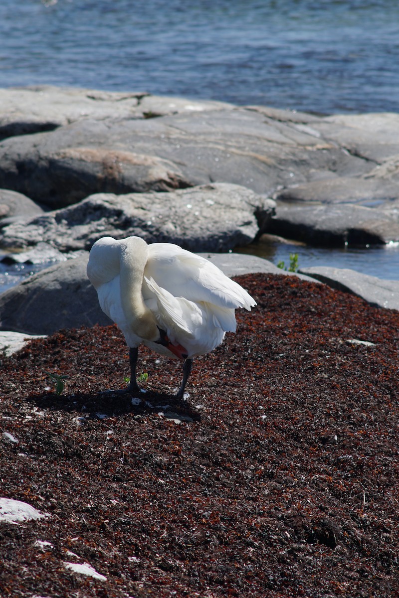 Mute Swan - ML644850023