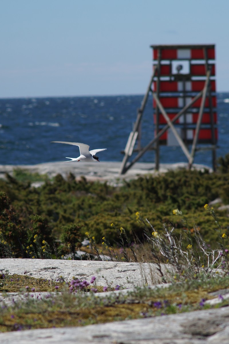 Arctic Tern - ML644850038