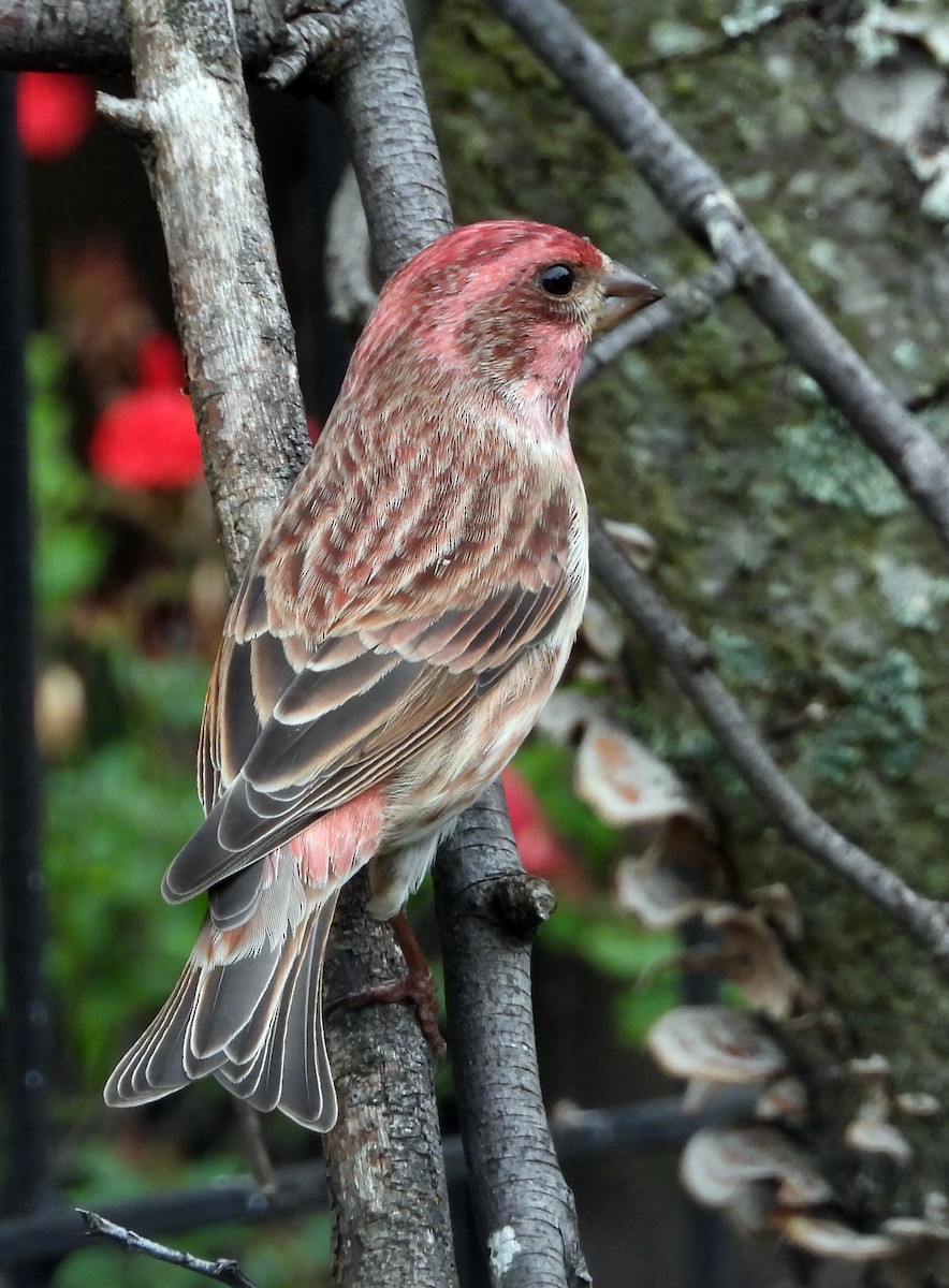 Чечевиця кармінова - ML644850053