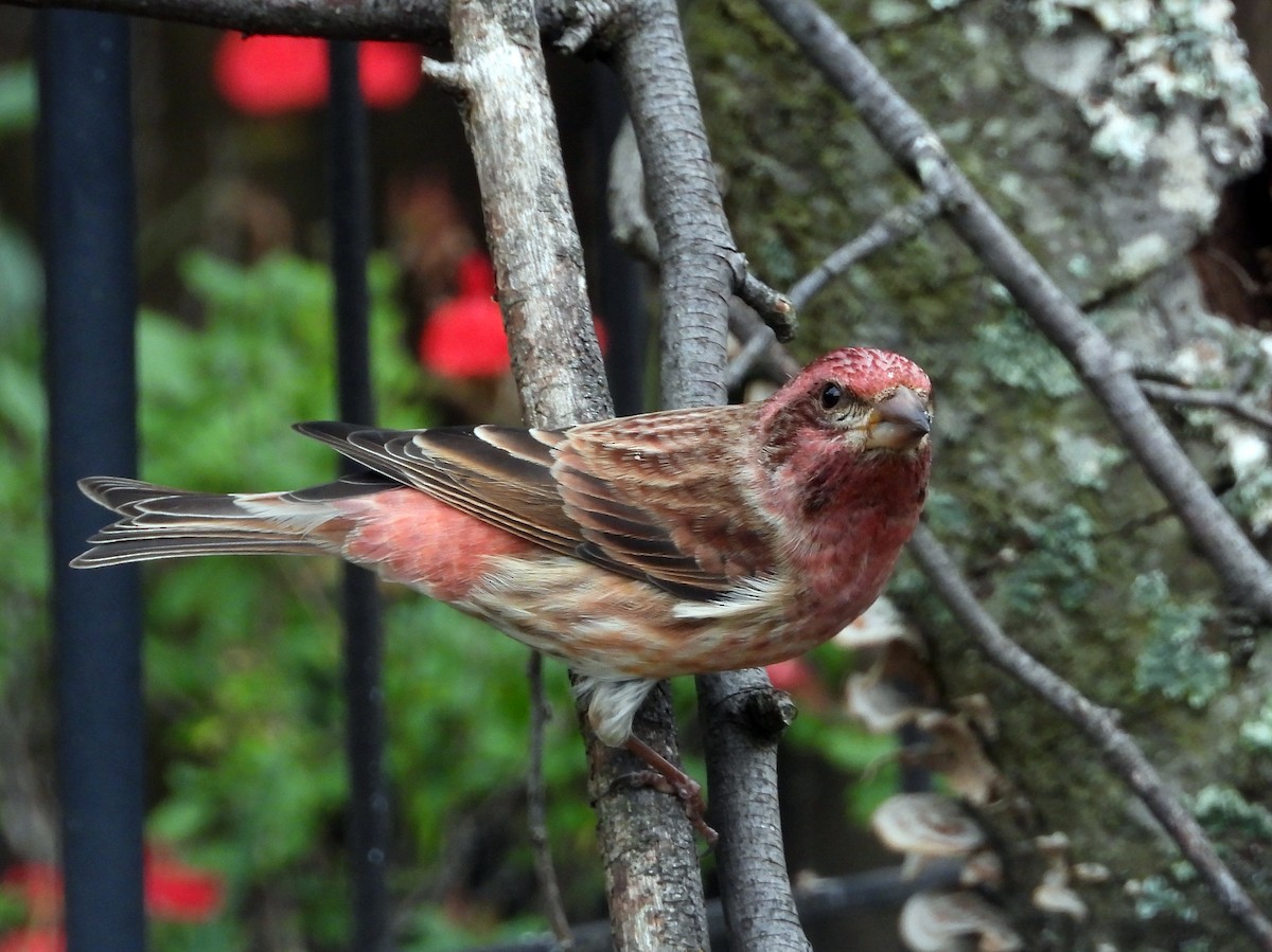 Чечевиця кармінова - ML644850054