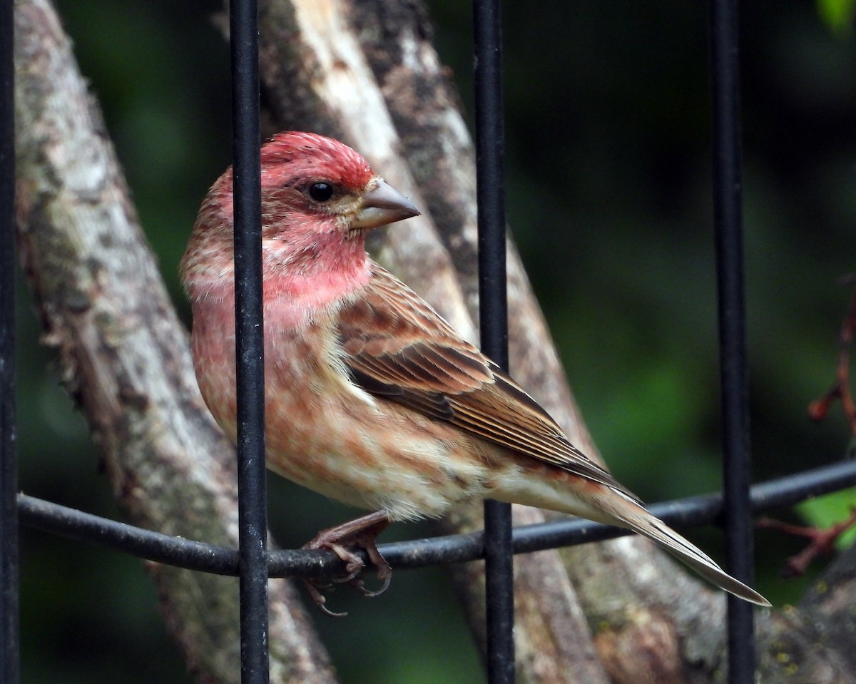 Чечевиця кармінова - ML644850055