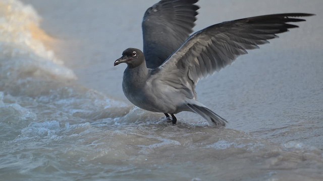 Antxeta iluna - ML644850056