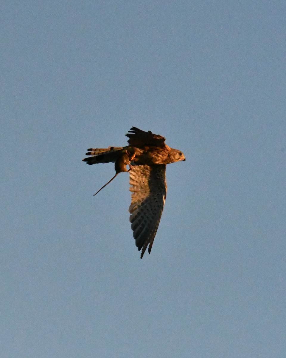 Gheppio - ML644850057