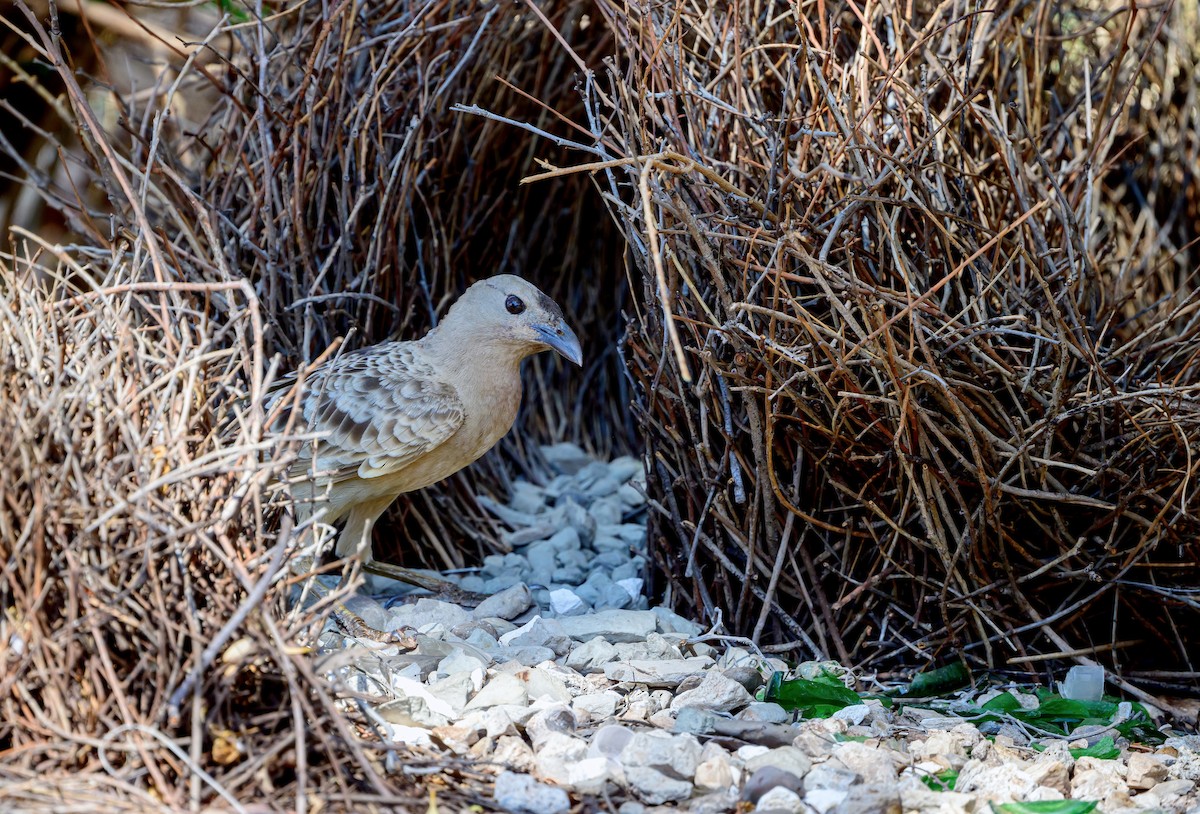 Great Bowerbird - ML644850058