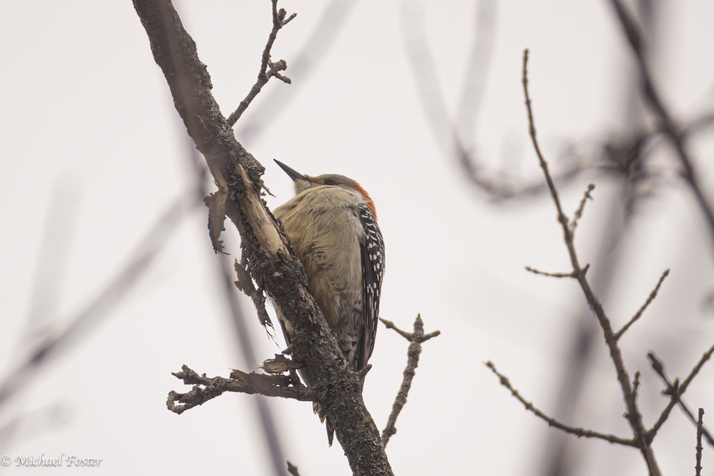 Гіла каролінська - ML644850059