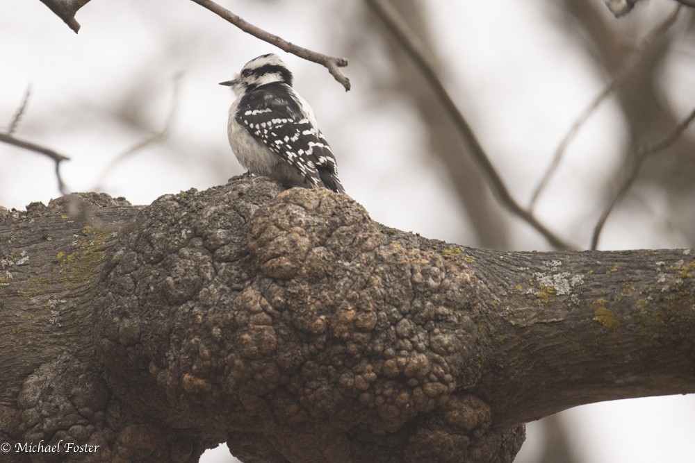 Downy Woodpecker (Eastern) - ML644850068