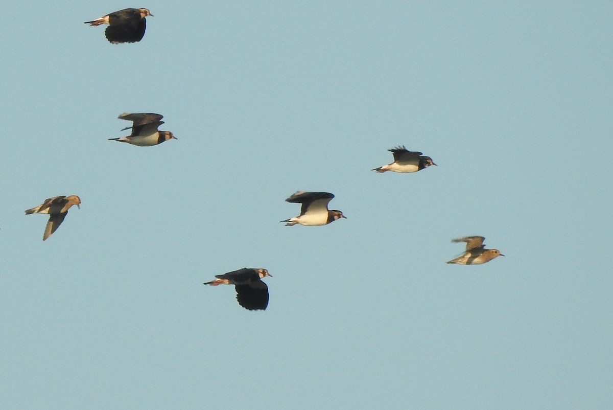 Сивка звичайна - ML644850069