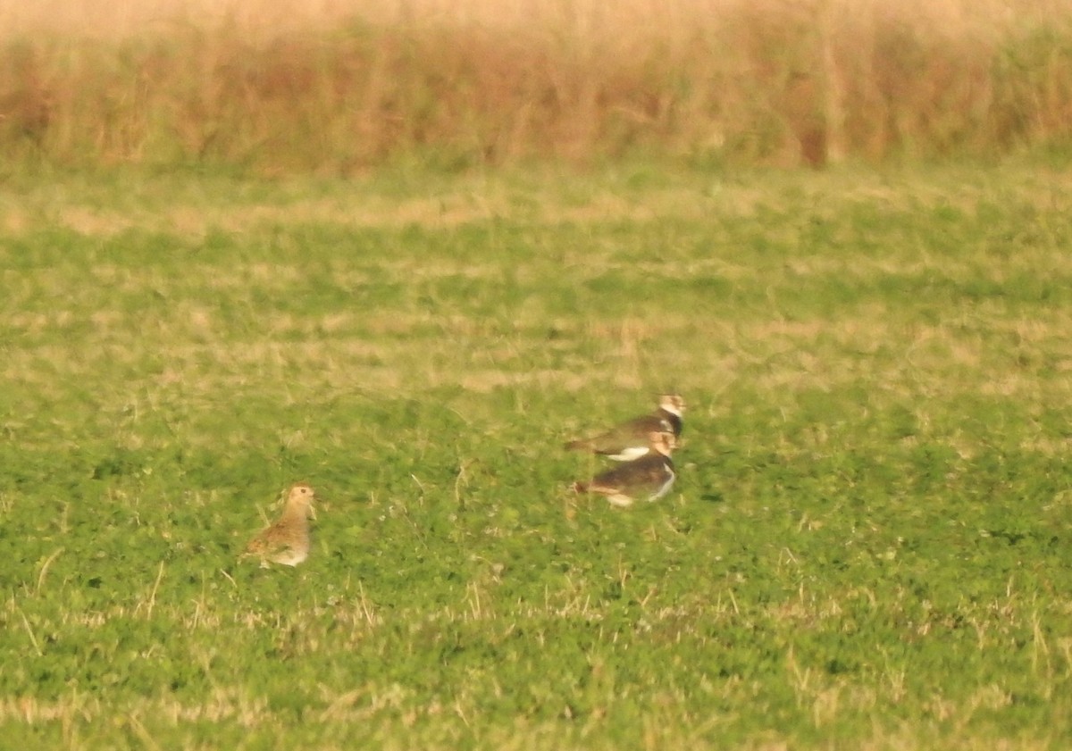 Сивка звичайна - ML644850070