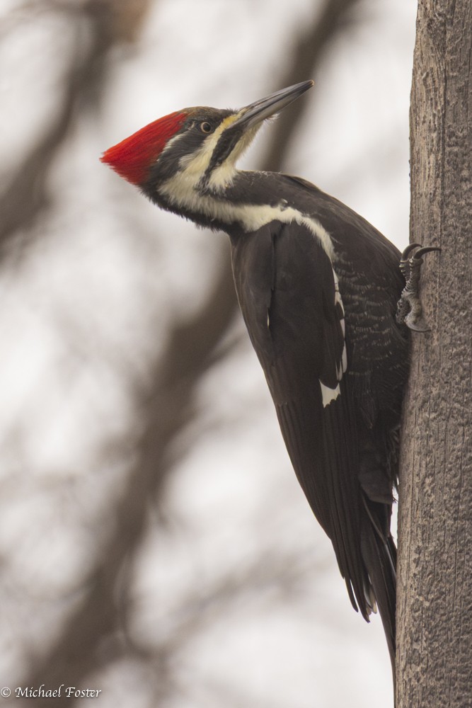 Pileated Woodpecker - ML644850071