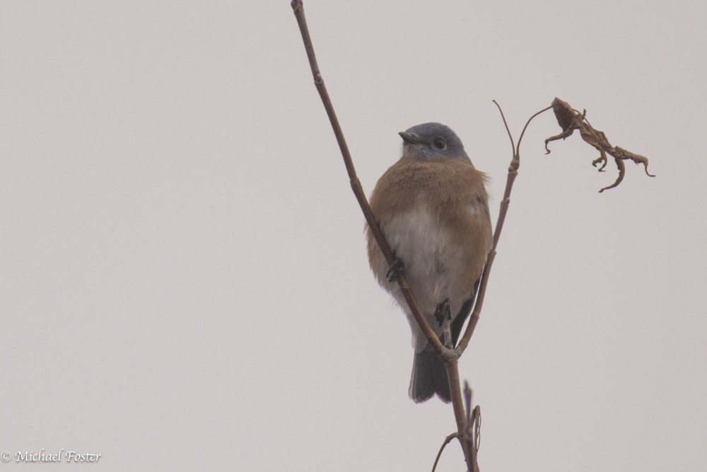 Eastern Bluebird - ML644850083