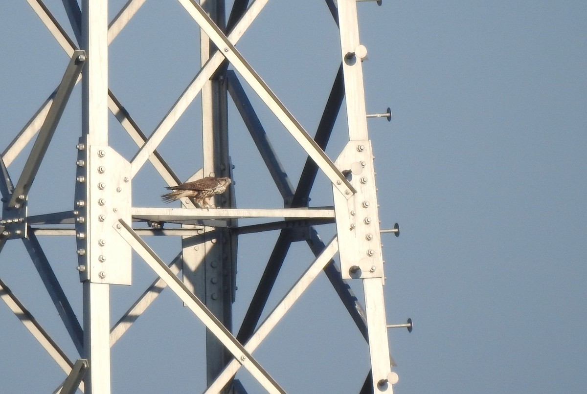 Sakre belatza - ML644850084