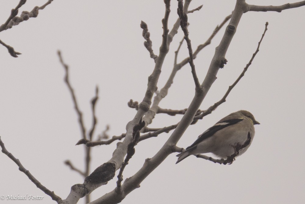 American Goldfinch - ML644850088