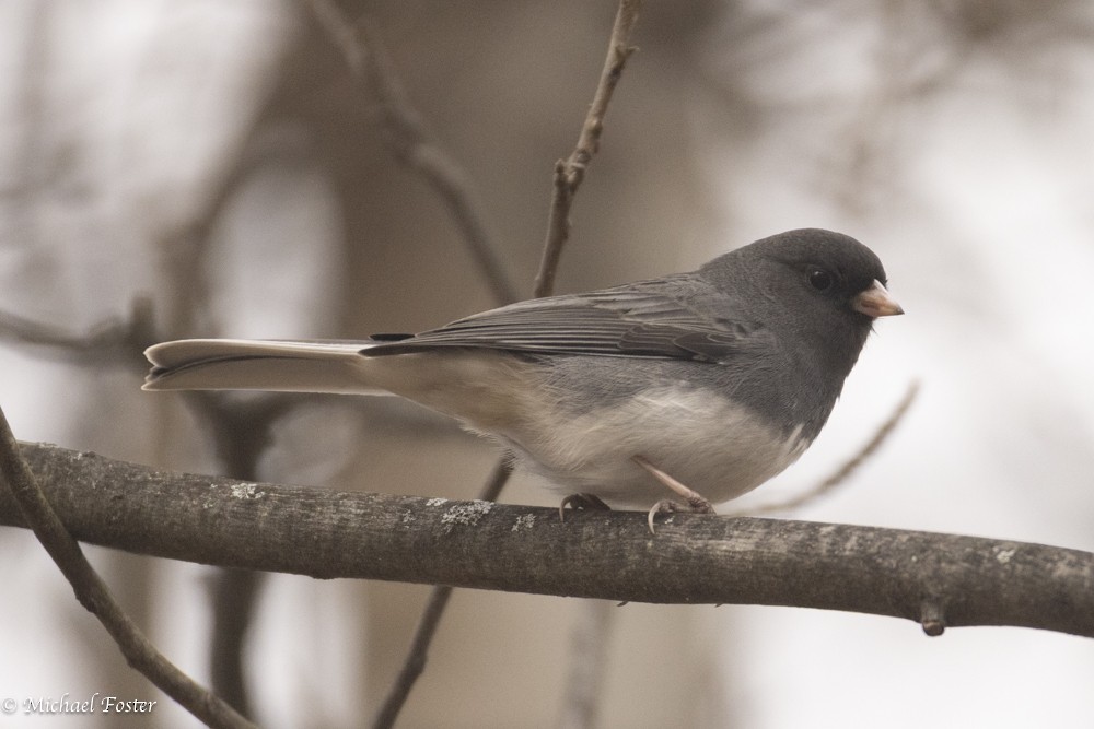 Dark-eyed Junco (Slate-colored) - ML644850095