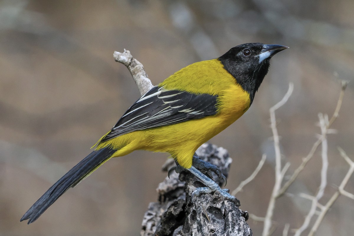 Audubon's Oriole - ML644850103