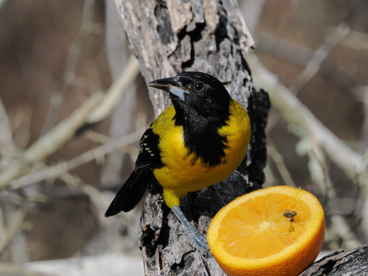 Audubon's Oriole - ML644850105