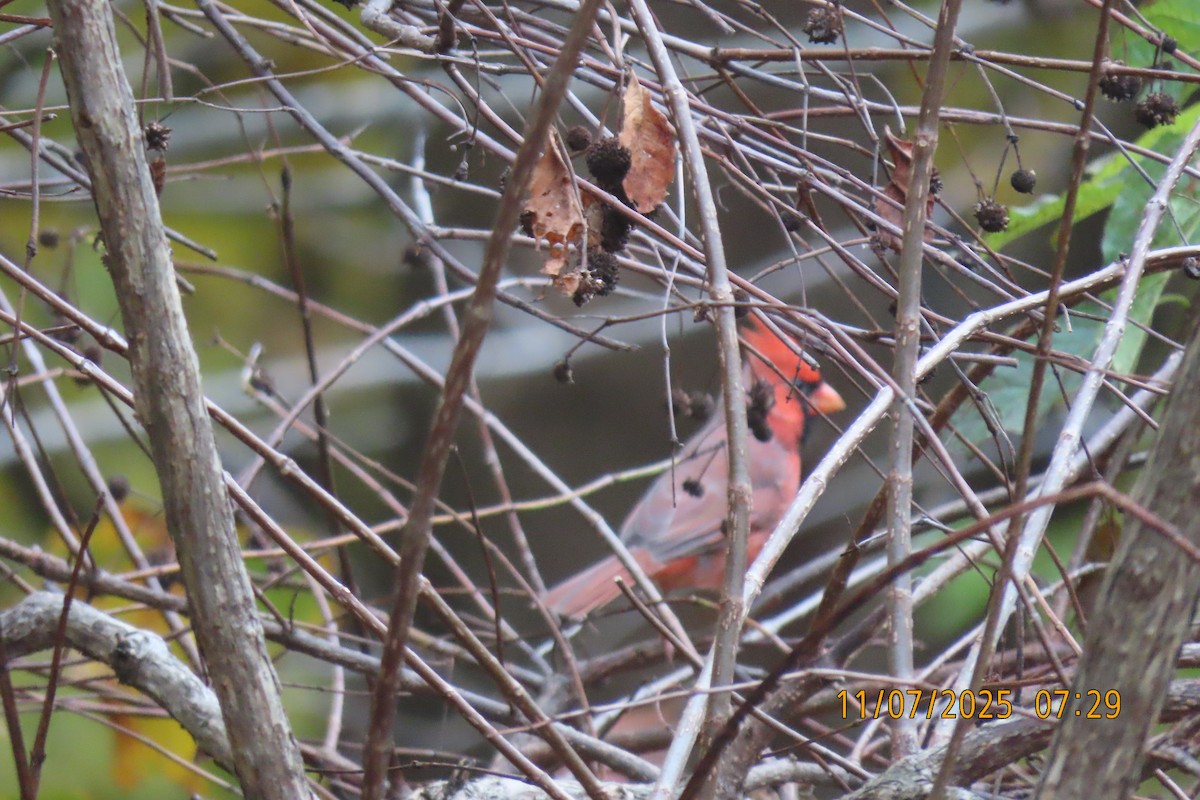 Rotkardinal - ML644850117