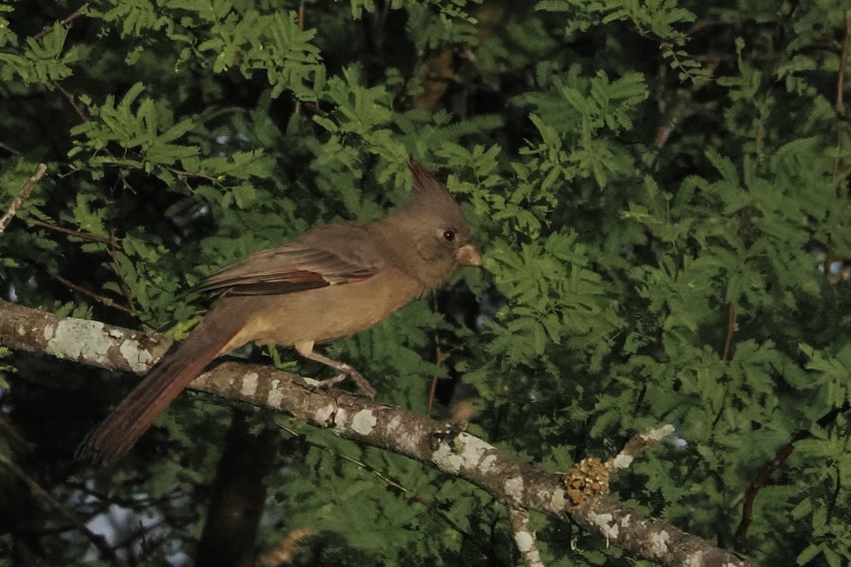 Pyrrhuloxia - ML644850123