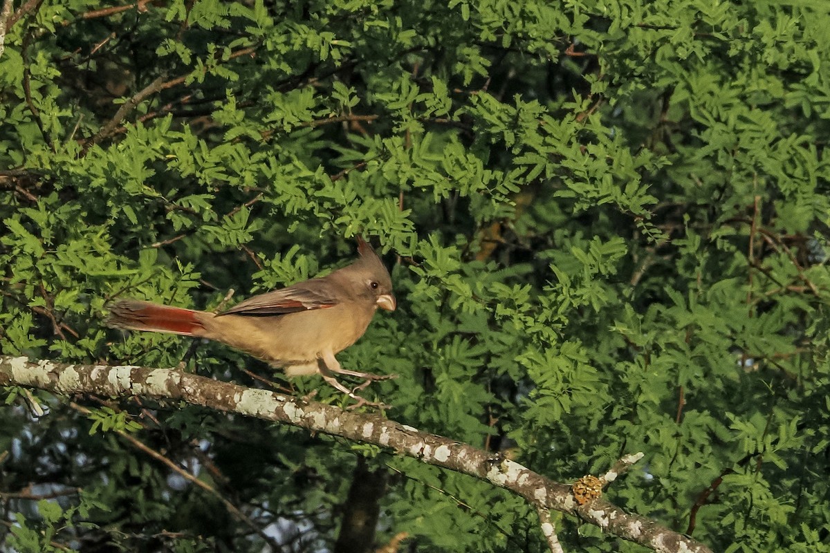 Pyrrhuloxia - ML644850124