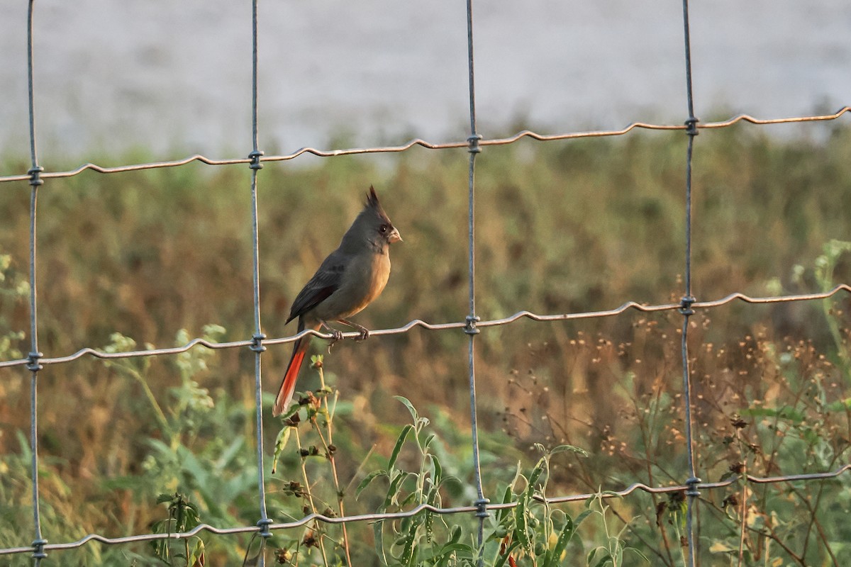 Pyrrhuloxia - ML644850125