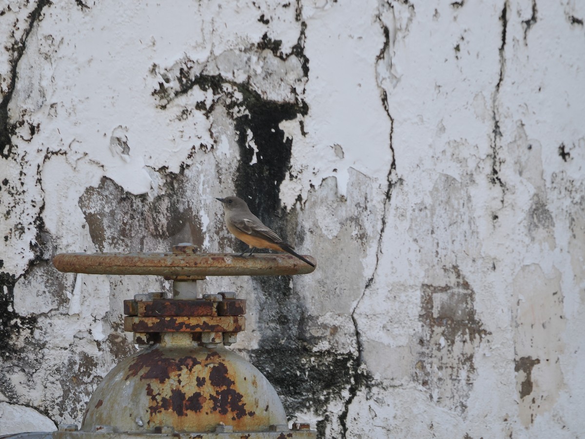 Say's Phoebe - ML644850140