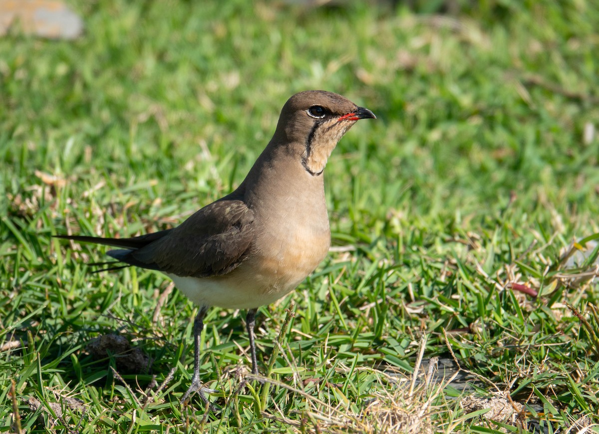 Collared Pratincole - ML644850158