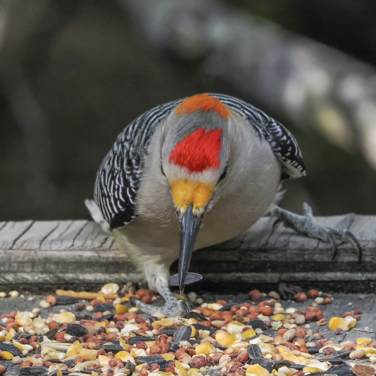 Golden-fronted Woodpecker - ML644850160