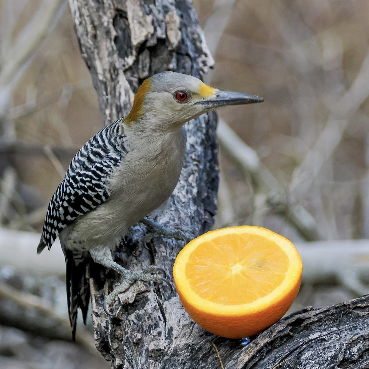 Golden-fronted Woodpecker - ML644850161