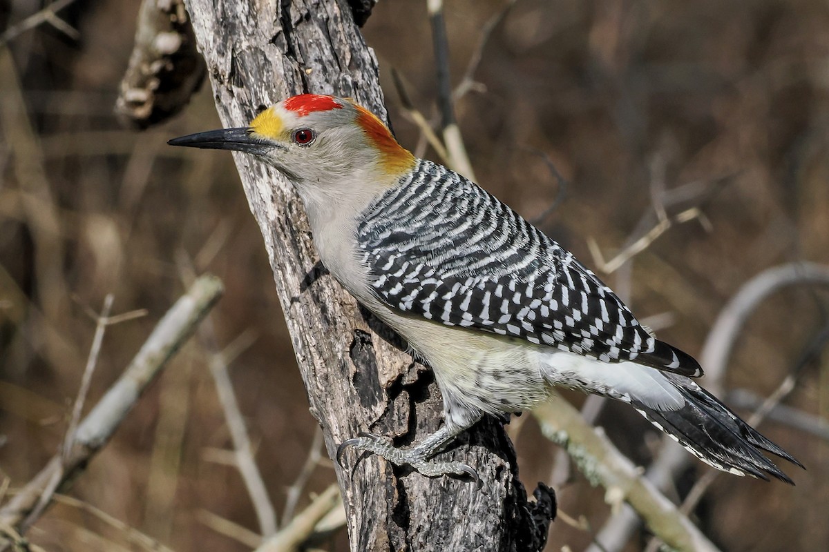 Golden-fronted Woodpecker - ML644850162