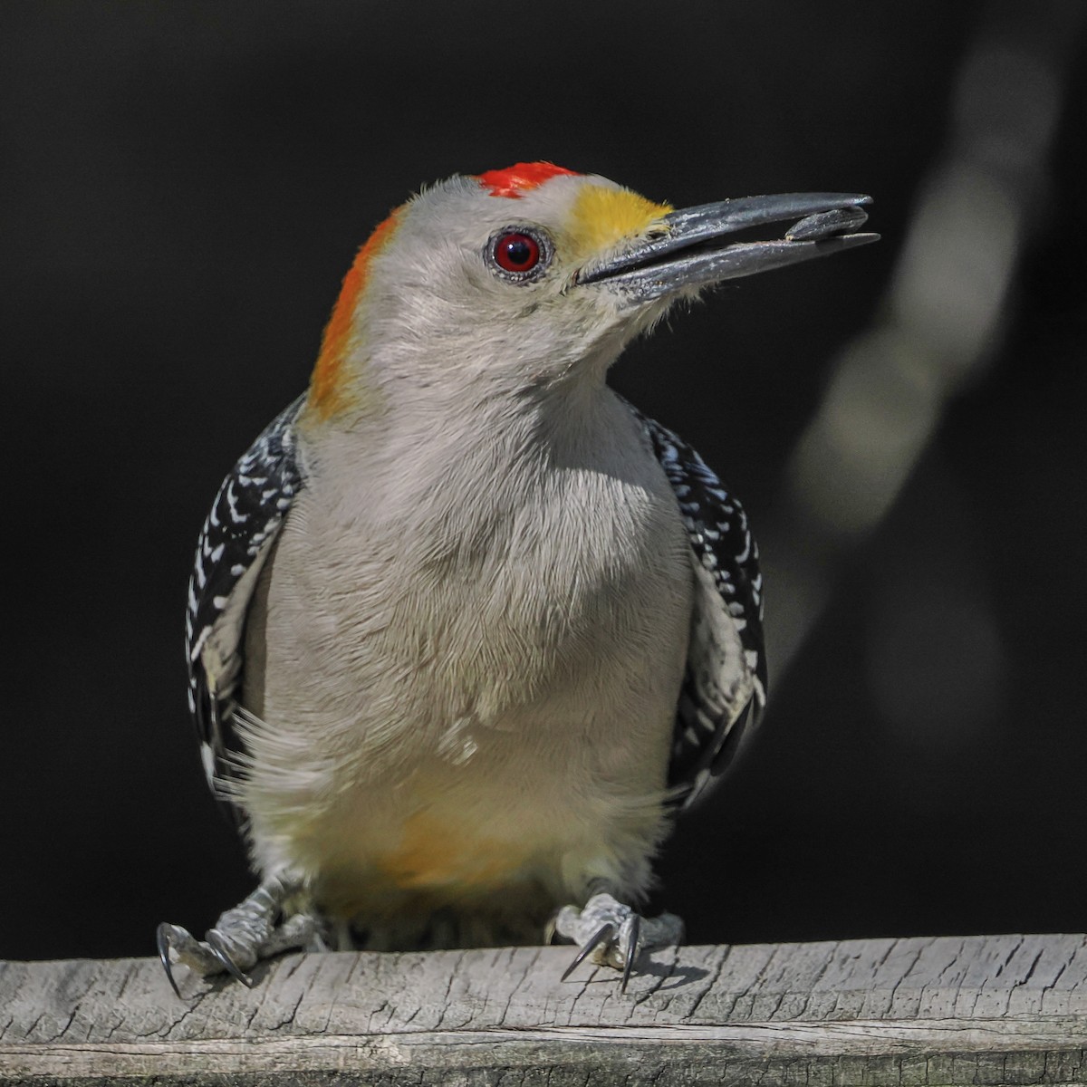 Golden-fronted Woodpecker - ML644850163