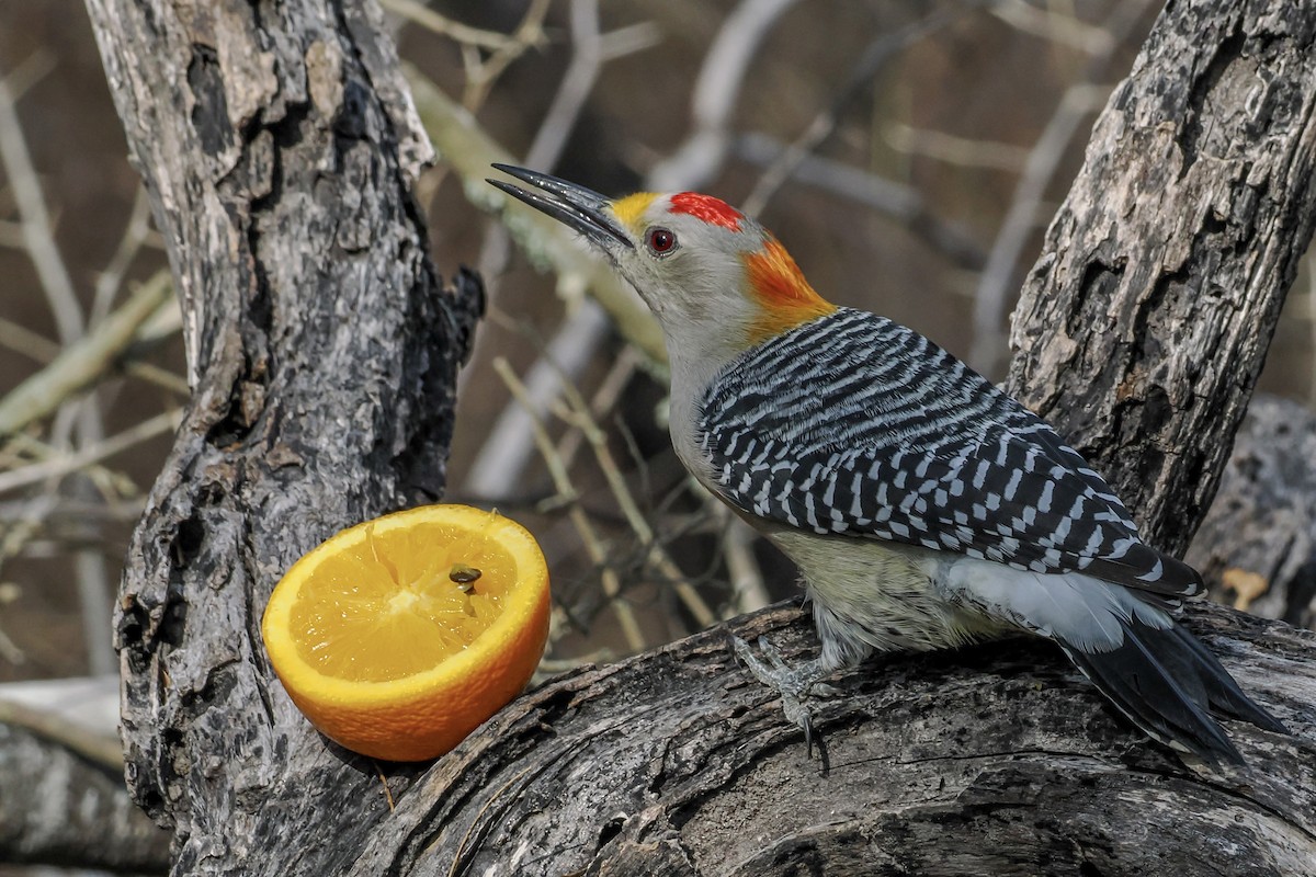 Golden-fronted Woodpecker - ML644850164