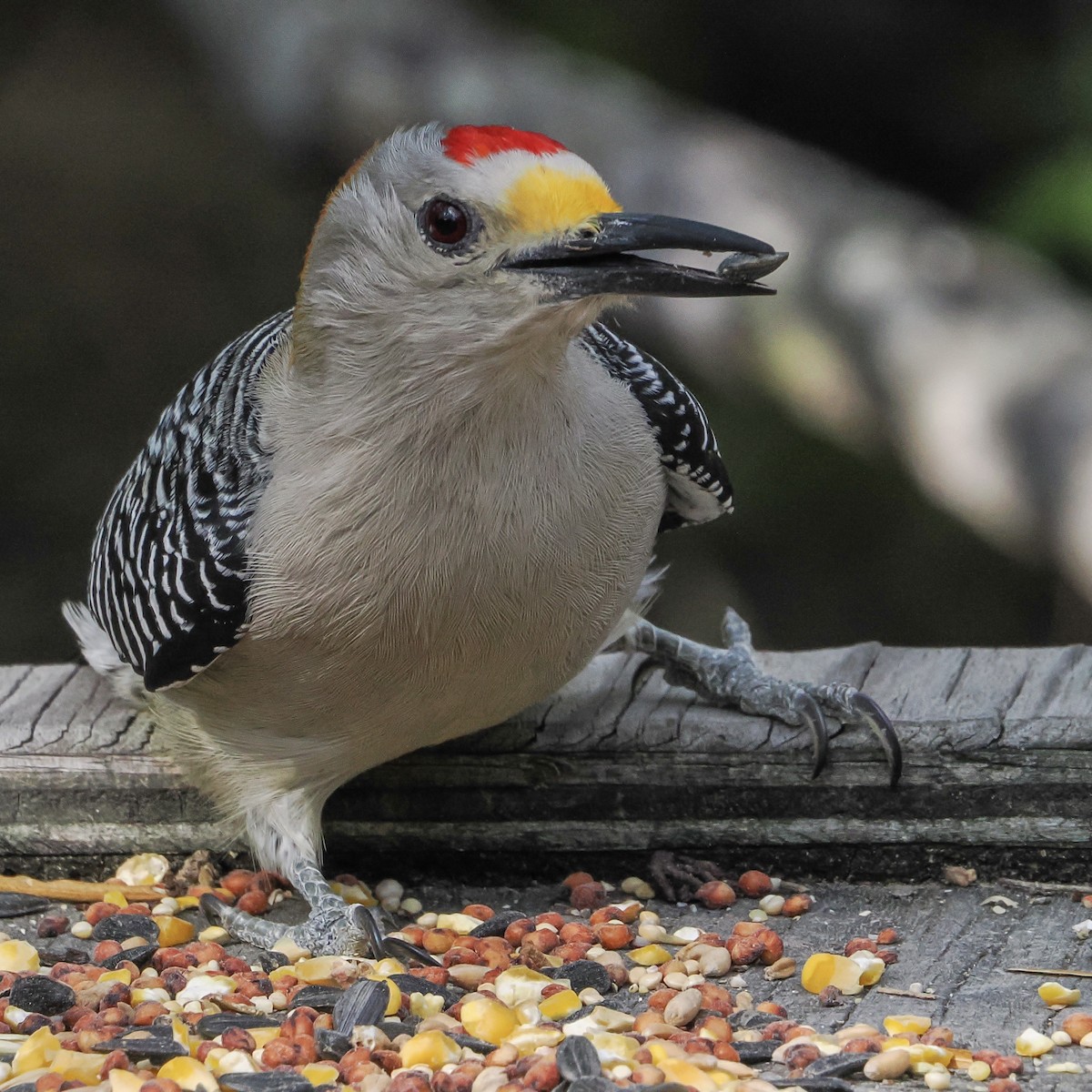 Golden-fronted Woodpecker - ML644850165