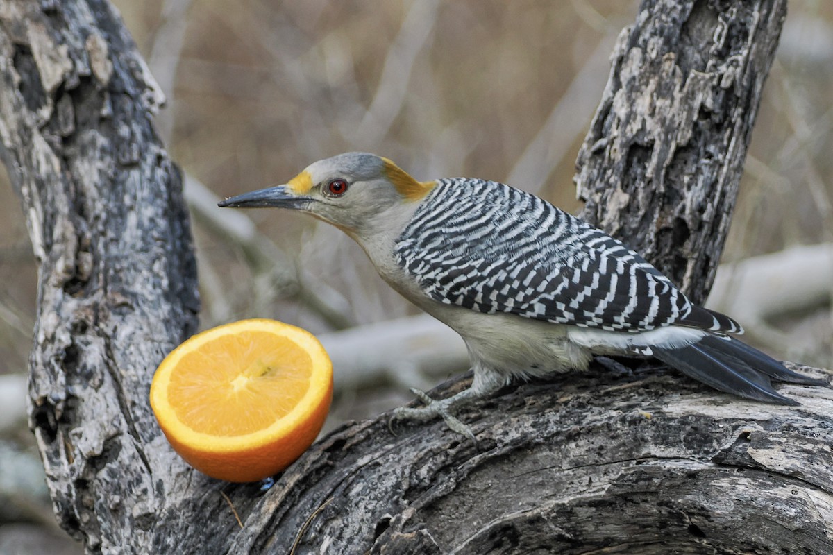 Golden-fronted Woodpecker - ML644850166